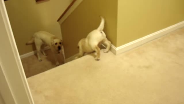 2 yr old lab teaching 8 week old lab to walk downstairs | ADORABLE!