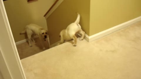 2 yr old lab teaching 8 week old lab to walk downstairs | ADORABLE!