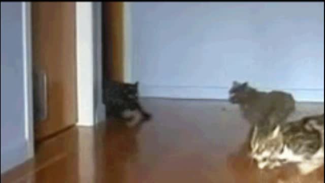 Cat racing gif video