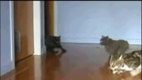 Cat racing gif video