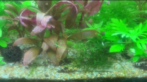 Three Months of Growth in my Father Fish Inspired Aquarium