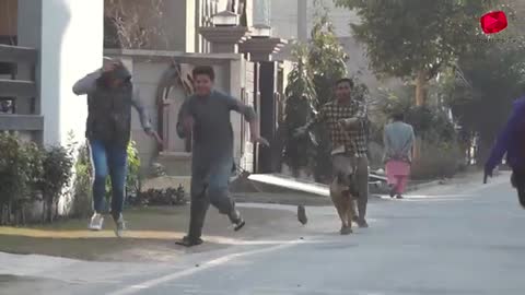 Real Dog Bark Prank