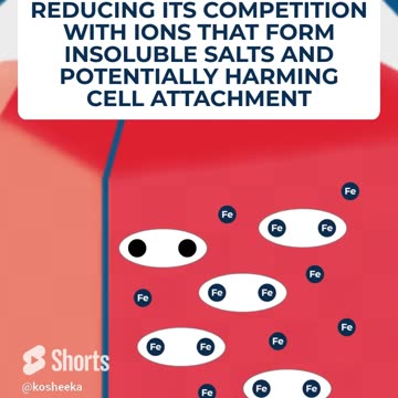 Why are transferrin important in adherent cell culture medium? #kosheeka #primarycells