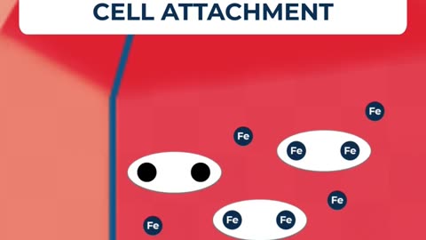Why are transferrin important in adherent cell culture medium? #kosheeka #primarycells