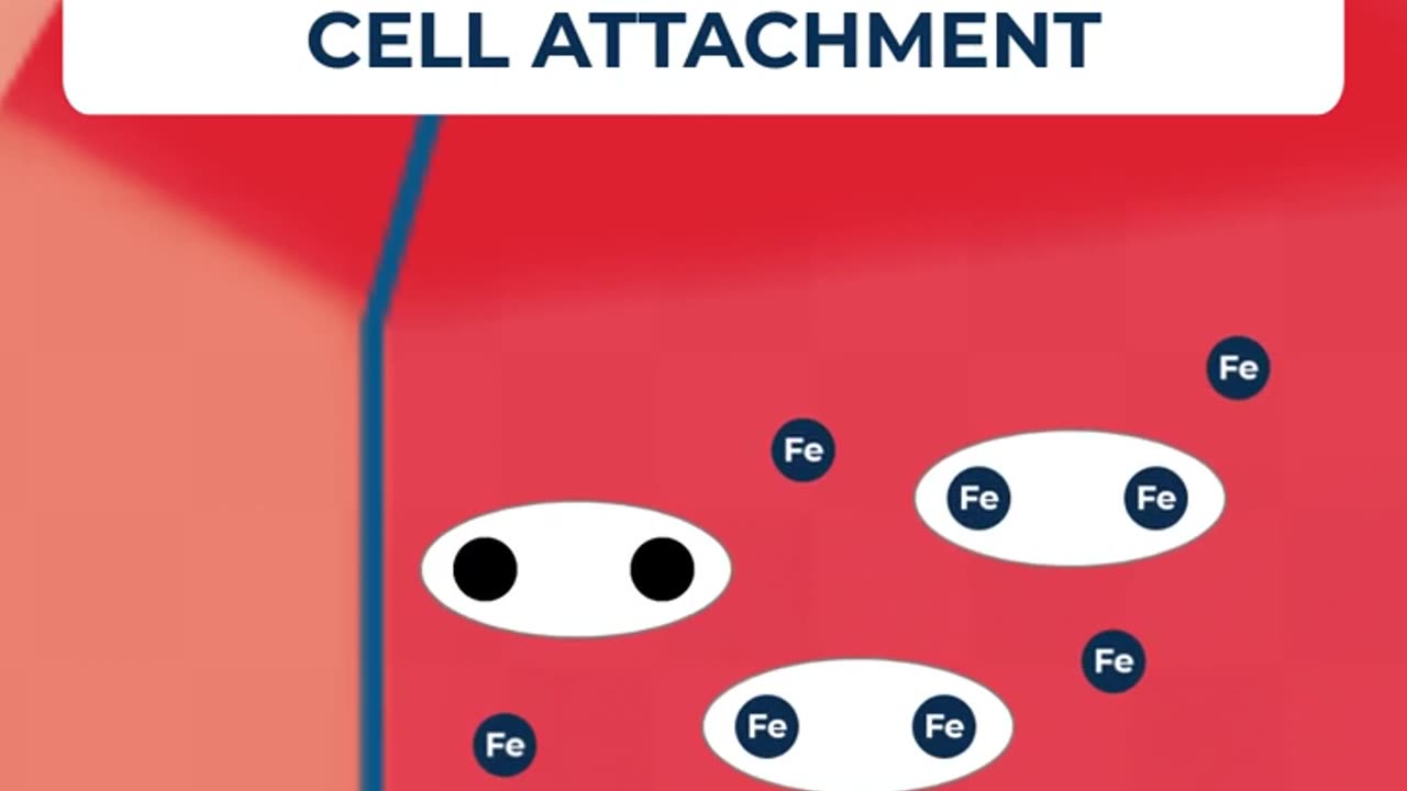 Why are transferrin important in adherent cell culture medium? #kosheeka #primarycells