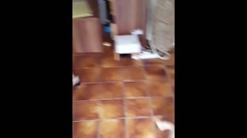 bitch playing with her cute little dog