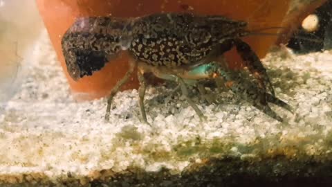 Lady Ebirah & her cloned eggs