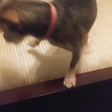 Happy Times with Penny & Bubby