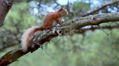 Monkey ferret