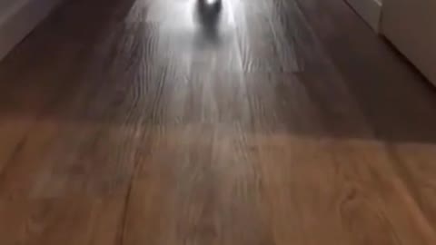Cute animals funny videos
