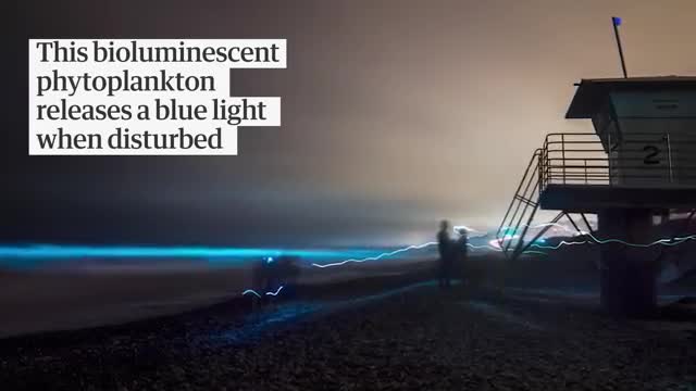 Algae causes glowing aqua waves in San Diego