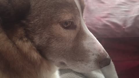 Pip my dog