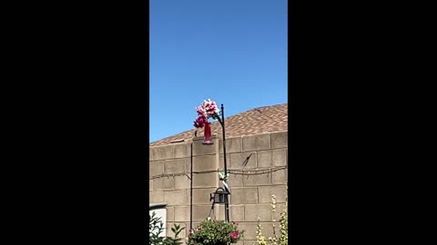 2022-08-16 Hummingbirds Feeding - Slow Motion