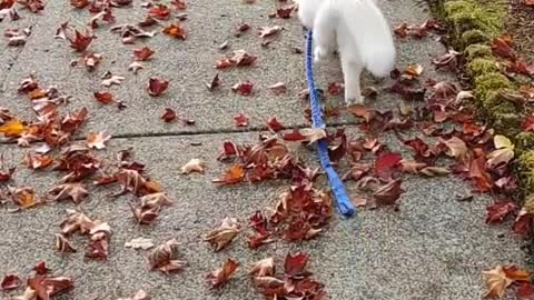 Only runs for treats