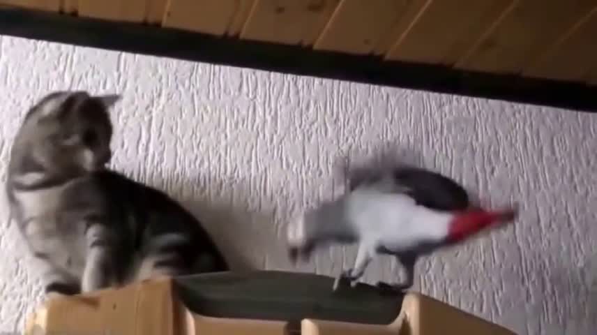 Parrots and cats. They will make u laugh ^^