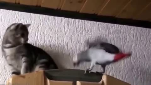 Parrots and cats. They will make u laugh ^^