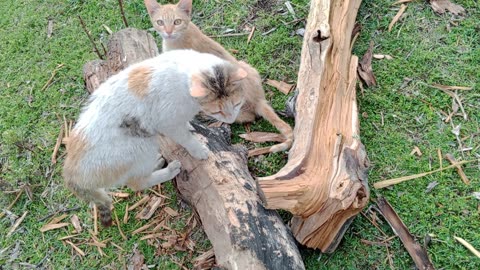 Cat kids