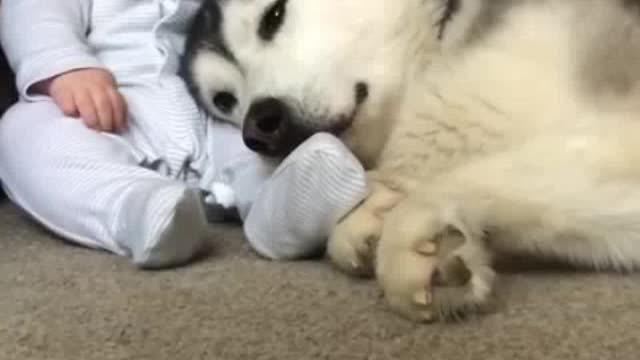 Husky protect baby to one day