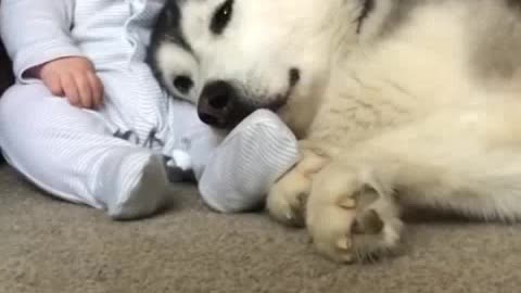 Husky protect baby to one day