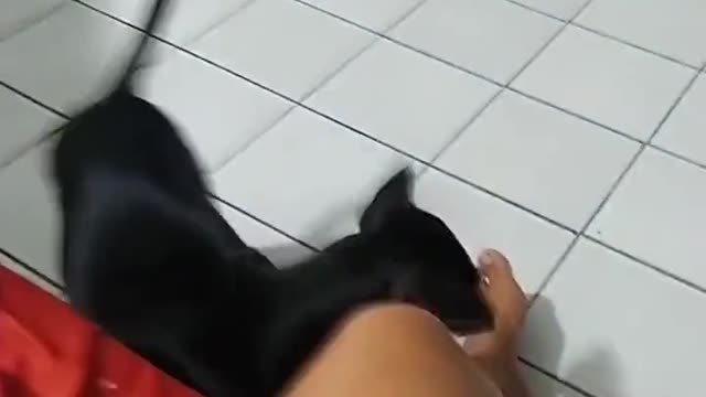 dog funny