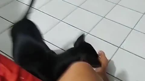 dog funny