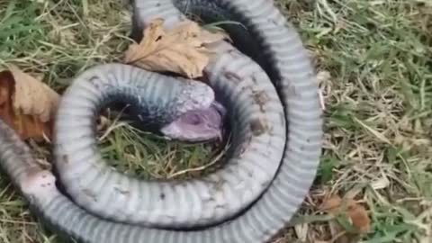 Dying Snake funny video