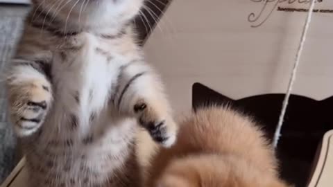 Cute baby cats ❤️