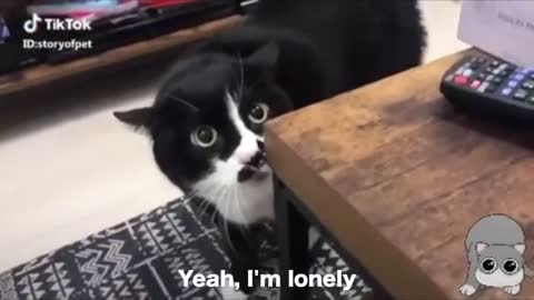 Funny cats talking!!!