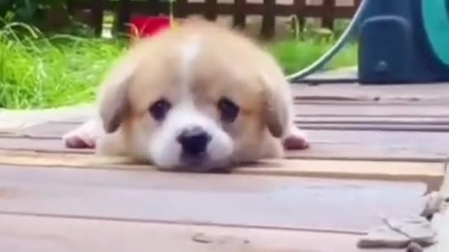 Funniest Animal | Best Cute Dog Puppy 😂