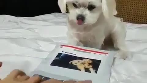 The dog is watching people play games