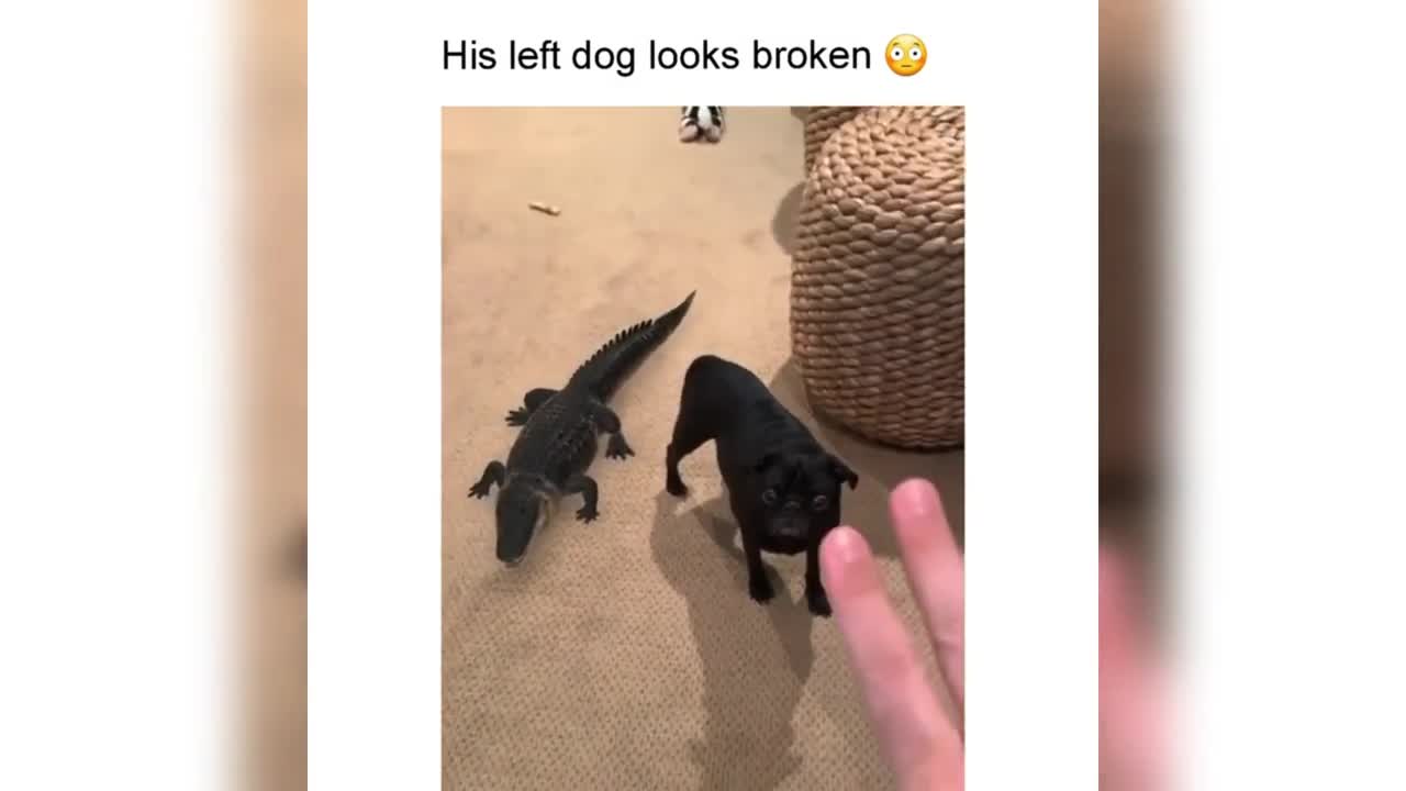 Funny dog
