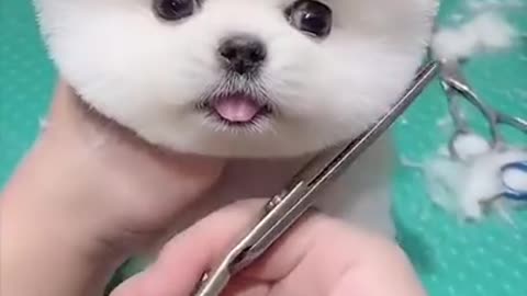 Funny Cute Dog