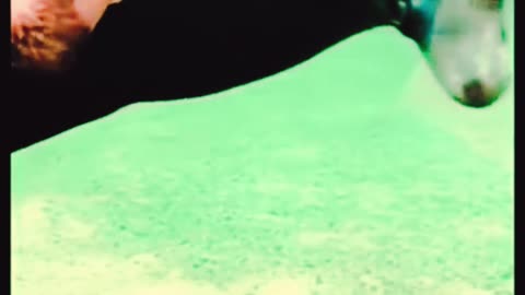 Sand sculpture pets sacrifice IQ to bring us joy