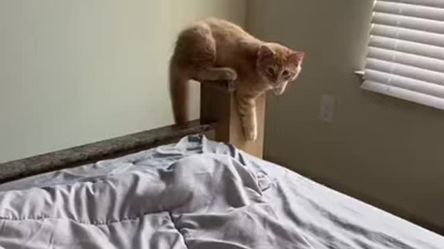 VEJAM,um gato 🐱 lutando arte marciais