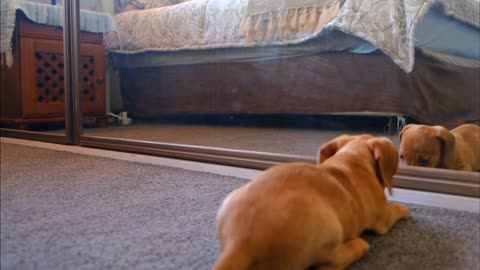 Beautiful dog looking at itself in a woman