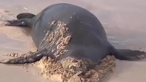 Playful seal