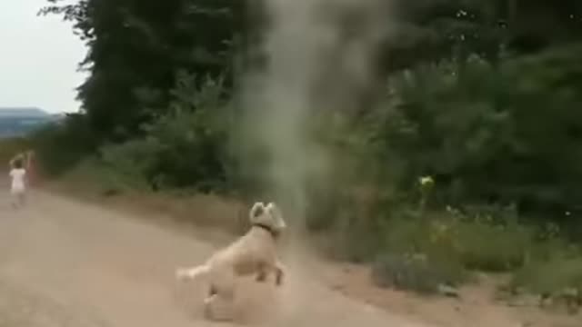 Dog stops tornado from forming
