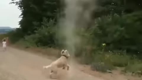 Dog stops tornado from forming