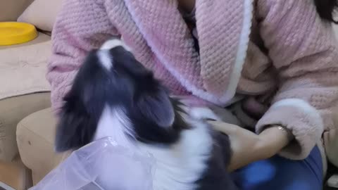 hahaha, because the cat is so petted