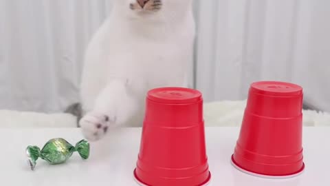 Curious Cat: Investigating New Toys 🎀👀
