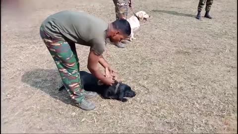 Look how army train dog with hand signal in best way.