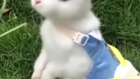 Cute small rabbit funny video