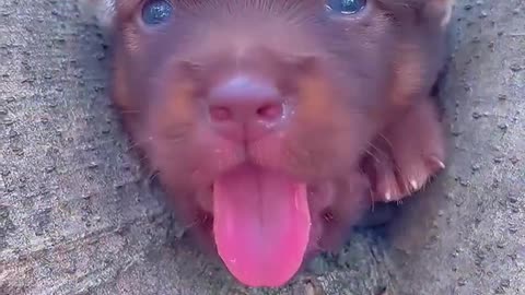 This dog looks like a cat