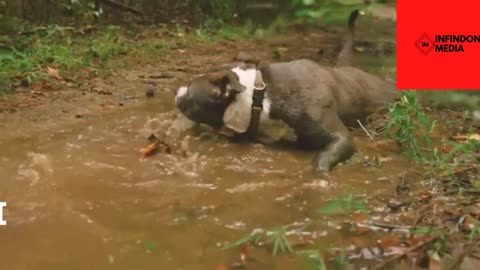 Funny dog video