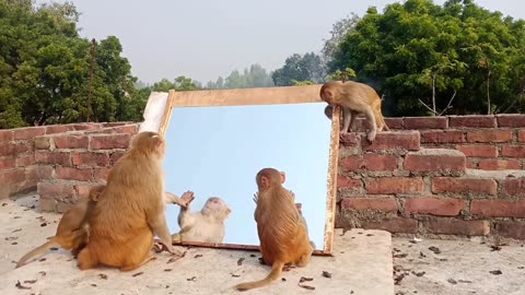 Monkey mirror comeyd video 2023
