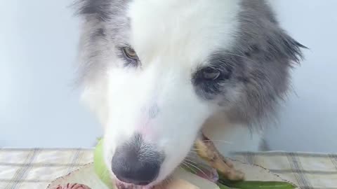 dogs # exotic animal summoning order _ vertical screens