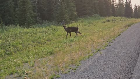 26 July Stopped to get a better shot of the caribou. Maybe he's a juvenile moose???