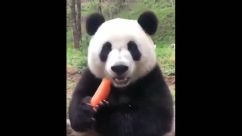 Video of cute and funny animals | Cute and funny animals video #02