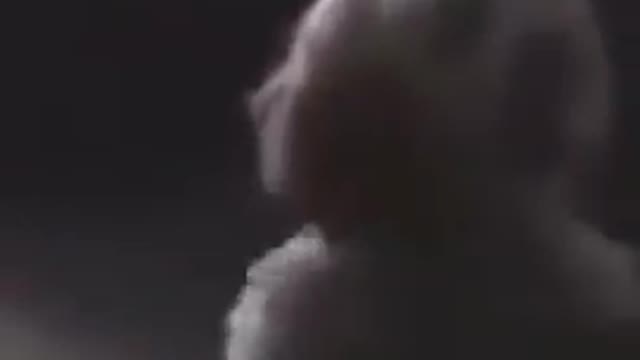 Funny cat videos funny dog video cat's meow meow meow meow ๐บ๐บ๐บ๐บ๐บ