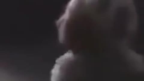 Funny cat videos funny dog video cat's meow meow meow meow 😺😺😺😺😺